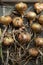 Onions harvested in autumn and laid out to dry,