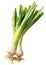 Onions isolated on transparent background PNG