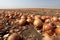 Onions in onion field close up