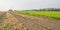 Onions in a row drying in a field in sunlight