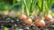 Onions thriving in the garden, green shoots emerging from the fertile soil, Ai Generated