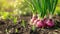 Onions thriving in the garden, green shoots emerging from the fertile soil, Ai Generated