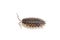 Oniscus asellus woodlouse small crustacean terrestrial animal