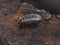 Oniscus asellus woodlouse small crustacean terrestrial animal