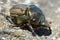 Onitis humerosum, a large scarab beetle