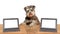 online internet animal puppy doggy dogs dog virtual training computer learning course tuition