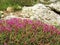 Onobrychis cornuta , Horned sainfoin flower in Alborz Mountains , flora Iran