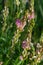 Onobrychis viciifolia inflorescence, common sainfoin with pink flowers, mediterranean nature, Eurasian perennial herbs