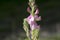 Ononis spinosa, spiny restharrow in bloom