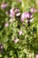 Ononis spinosa, spiny restharrow in bloom