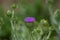 Onopordum acanthium cotton thistle biennial flowering purple pink plant, spiny tall plant in bloom