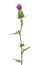 Onopordum acanthium cotton thistle, Scotch thistle flower