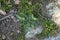 Onopordum acaulon, young sitting white thistle growing on wild ground
