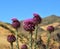 Onopordum carduelium, native plant of Gran canaria