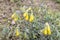 Onosma taurica, Onosma cinerea, Golden-flowered onosma, Boraginaceae. Wild plant shot in spring. Turkish name: Onosma mirabilis