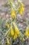 Onosma taurica, Onosma cinerea, Golden-flowered onosma, Boraginaceae. Wild plant shot in spring. Turkish name: Onosma mirabilis