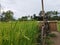 The ontel bike in the middle of a vast rice field