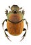 Onthophagus coenobita