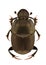 Onthophagus illyricus