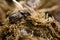 Onthophagus joannae beetle on horse dung