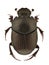 Onthophagus ruficapillus