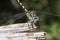 Onychogomphus forcipatus the small pincertail or green-eyed hook-tailed dragonfly large insect and striking colors yellow black