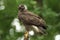 Ooh nice! look at this Beautiful common buzzard standing there.