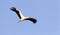 Ooievaar, White Stork, Ciconia ciconia