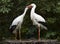 Ooievaar; White Stork; Ciconia ciconia