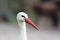 Ooievaar, White Stork, Ciconia ciconia