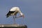 Ooievaar, White Stork, Ciconia ciconia