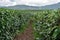 Oolong Tea growing farm plantations. First person view from pathway between fields rows. Leaves in foreground focus on hills