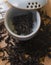 Oolong tea `Phoenix Dancong` of Chinese tea