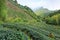 Oolong Tea plantation in Taiwan