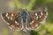 Oostelijk kalkgraslanddikkopje, Orbed Red Underwing Skipper