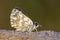 Oostelijk kalkgraslanddikkopje, Orbed Red Underwing Skipper