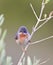 Oostelijke Baardgrasmus, Eastern Subalpine Warbler, Sylvia cantillans albistriata