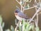 Oostelijke Baardgrasmus, Eastern Subalpine Warbler, Sylvia cantillans albistriata