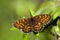 Oostelijke parelmoervlinder, Assmann\'s Fritillary