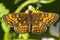 Oostelijke parelmoervlinder, Assmann\'s Fritillary