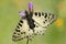 Oostelijke pijpbloemvlinder, Eastern Festoon, Zerynthia cerisy