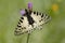 Oostelijke pijpbloemvlinder, Eastern Festoon, Zerynthia cerisy