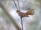 .Oostelijke Rosse Waaierstaart, Eastern Rufous-tailed Scrub-Robin, Cercotrichas galactotes familiaris
