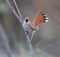 Oostelijke Rosse Waaierstaart, Eastern Rufous-tailed Scrub-robin, Cercotrichas galactotes familiaris/syriaca