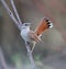 Oostelijke Rosse Waaierstaart, Eastern Rufous-tailed Scrub-robin, Cercotrichas galactotes familiaris/syriaca