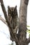 Oosterse Dwergooruil, Oriental Scops-Owl, Scops sunia