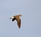 Oosterse Vorkstaartplevier, Oriental Pratincole, Glareola maldivarum