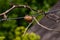 Ootheca mantis on barbed wire with branches of a trees on a background. The egg mass of the insect laid in the cocoon