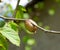 Ootheca mantis on the of a tree. The eggs of the insect