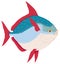 opah fish vector illustration transparent background